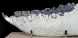 Brontotherium (Titanothere) Jaw - Museum Quality #50814-2